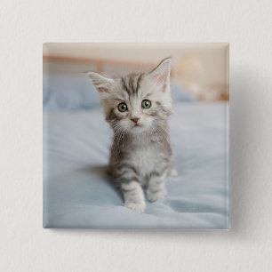 Maine Coon Kitten Button