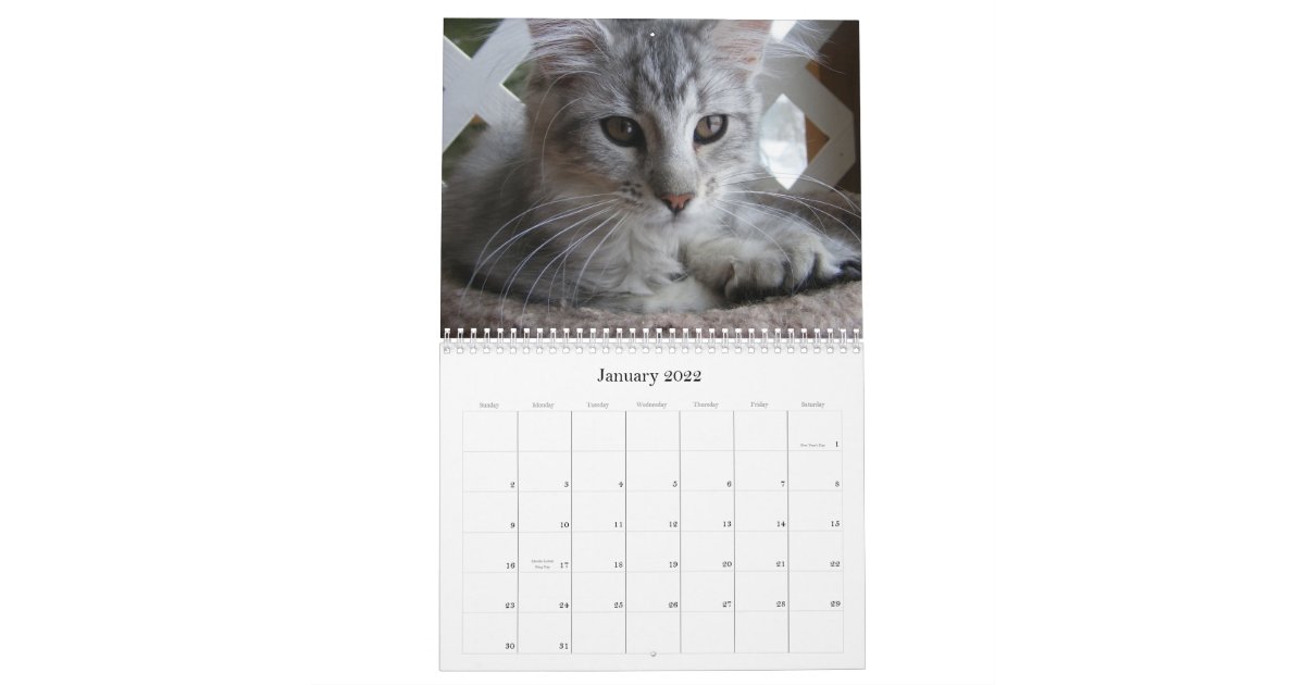 Maine Coon Kitten Calendar | Zazzle.com