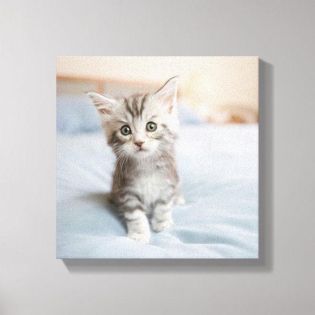 Maine Coon Kitten Canvas Print (Front)