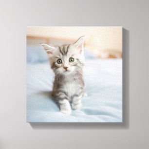 Maine Coon Kitten Canvas Print