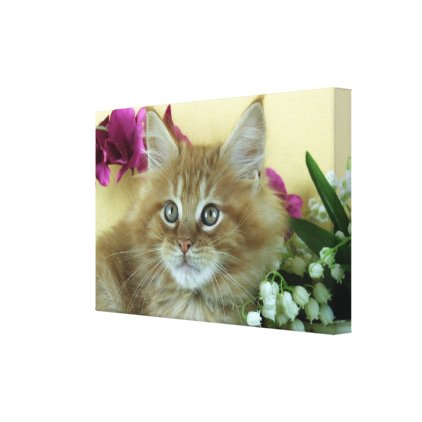 Maine Coon kitten Canvas Print