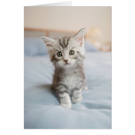 Maine Coon Kitten Cards (Front)