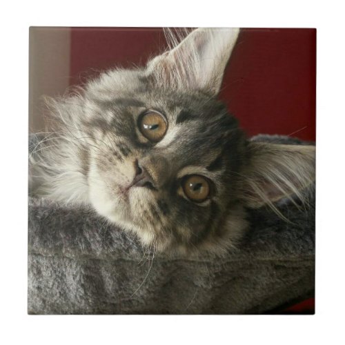 Maine Coon Kitten Ceramic Tile