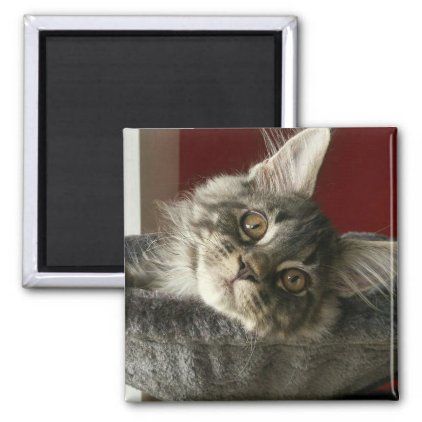 Maine Coon Kitten Fridge Magnet