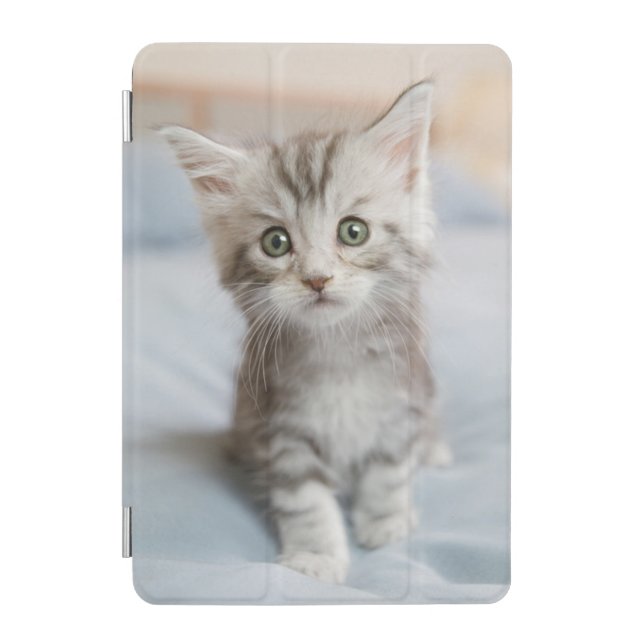 Maine Coon Kitten iPad Mini Cover (Front)