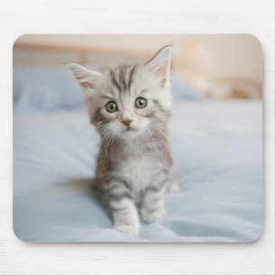 Maine Coon Kitten Mouse Pad