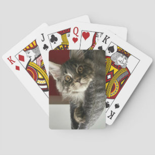 Maine Coon Kitten Playing Cards