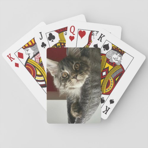 Maine Coon Kitten Playing Cards