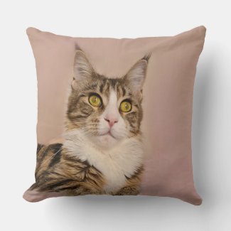 Maine Coon kitten portrait