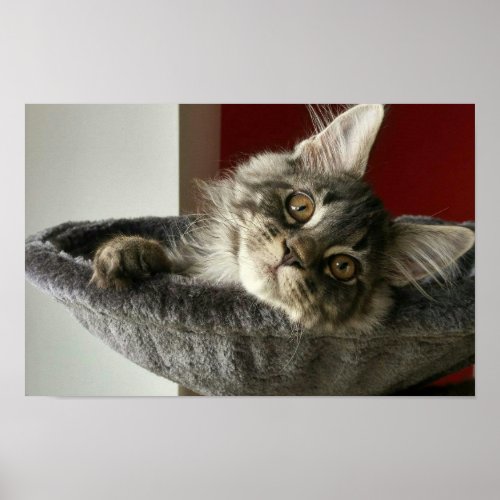 Maine Coon Kitten Poster