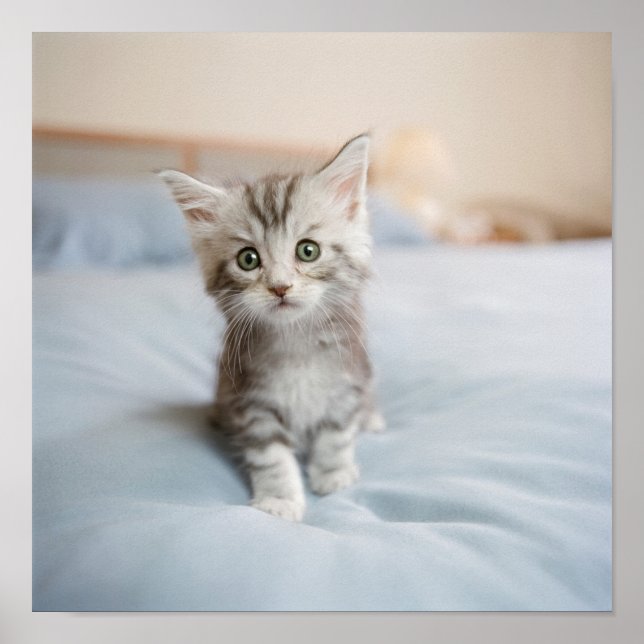 Maine Coon Kitten Poster (Front)