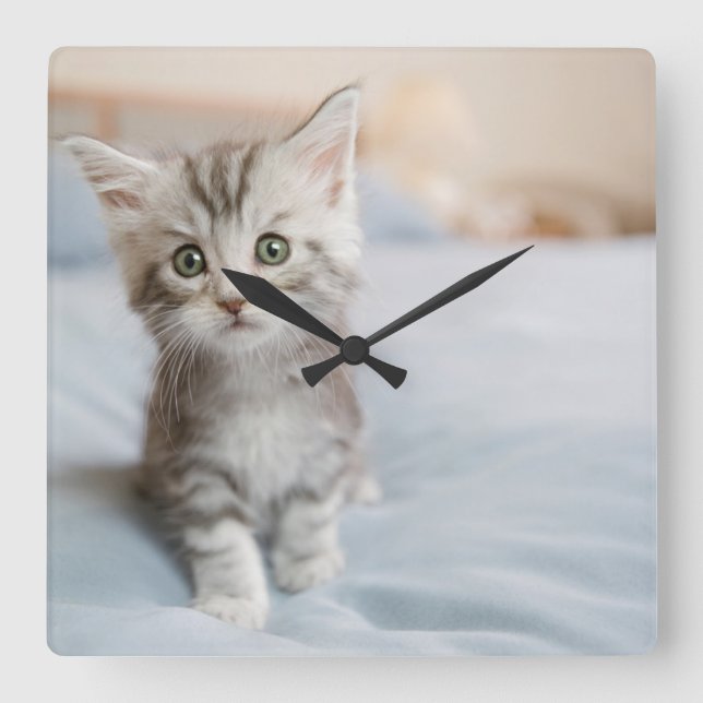 Maine Coon Kitten Square Wall Clock (Front)