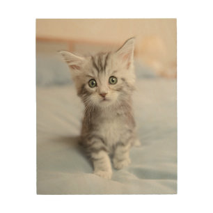 Maine Coon Kitten Wood Wall Decor