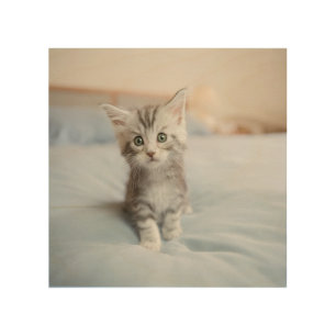 Maine Coon Kitten Wood Wall Decor