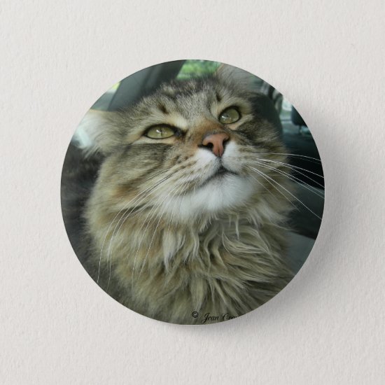 Maine Coon kitty Button