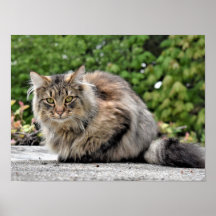 Maine Coon Kitty Cat Customizable Poster