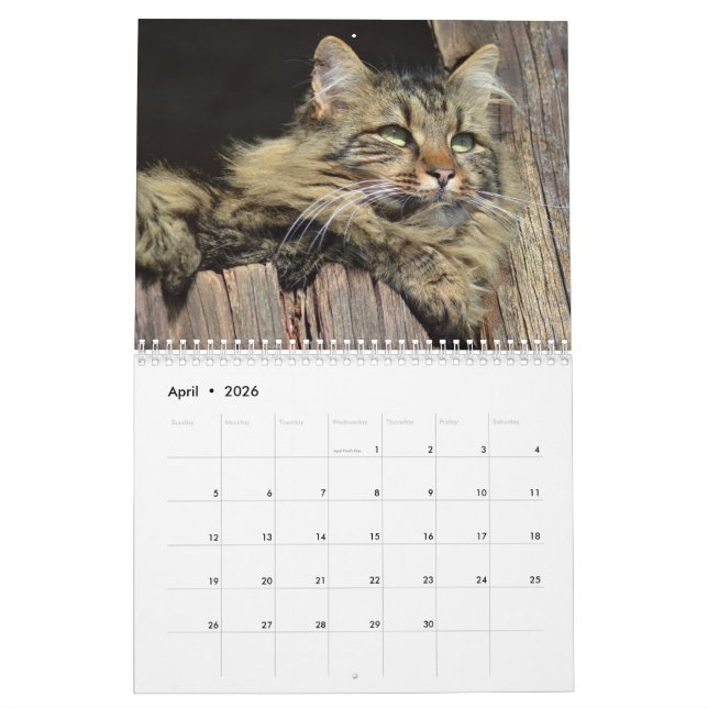 Maine Coon Kitty Cat Cute  2021 Calendar (Apr 2026)