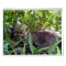 Maine Coon Kitty Cat Cute  2021