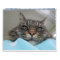Maine Coon Kitty Cat Cute  2021