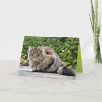 Maine Coon Kitty Cat Cute Customizable Card