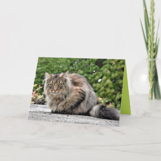 Maine Coon Kitty Cat Cute Customizable Card