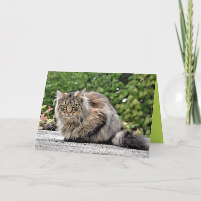 Maine Coon Kitty Cat Cute Customizable Card (Front)