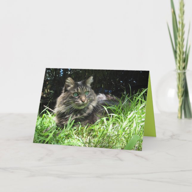 Maine Coon Kitty Cat Cute Customizable Card (Front)