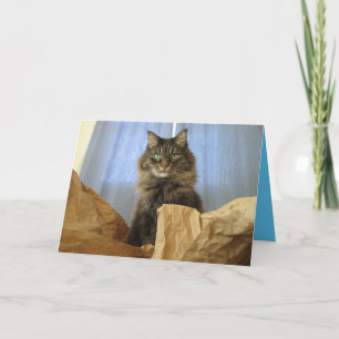 Maine Coon Kitty Cat Cute Customizable Card
