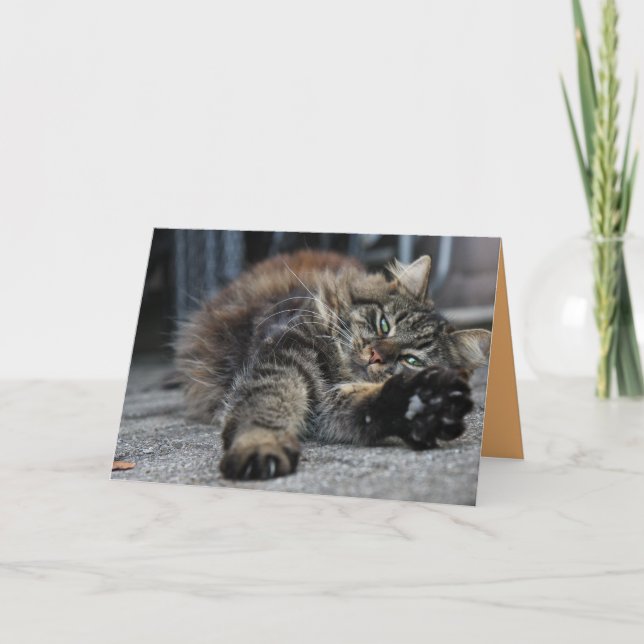 Maine Coon Kitty Cat Cute Customizable Card (Front)