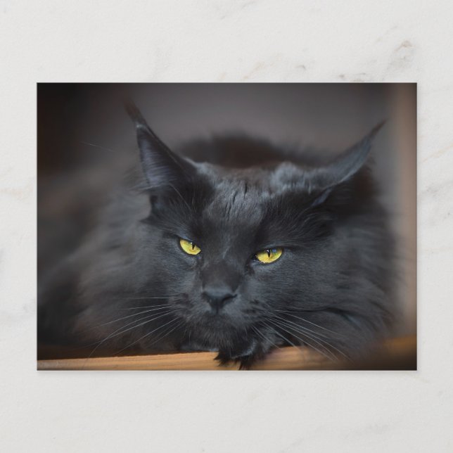 Maine Coon Kitty Cat Cute Fun Postcard (Front)