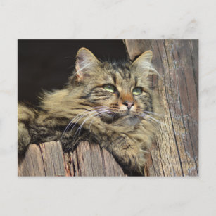 Maine Coon Kitty Cat Cute Fun Postcard