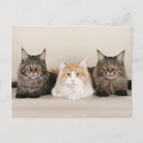 Maine Coon Kitty Cat Cute Fun Postcard