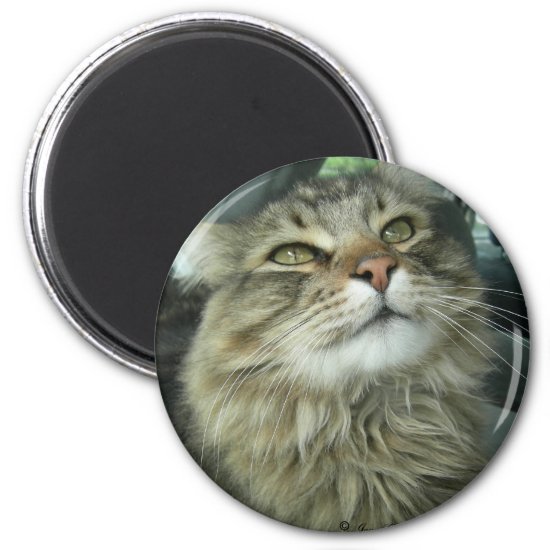 Maine Coon kitty Magnet