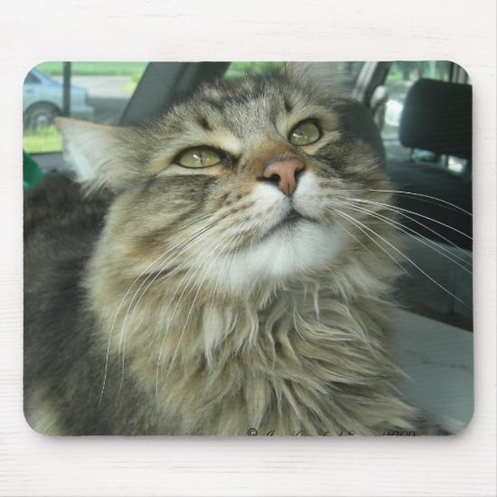 Maine Coon kitty Mouse Pad