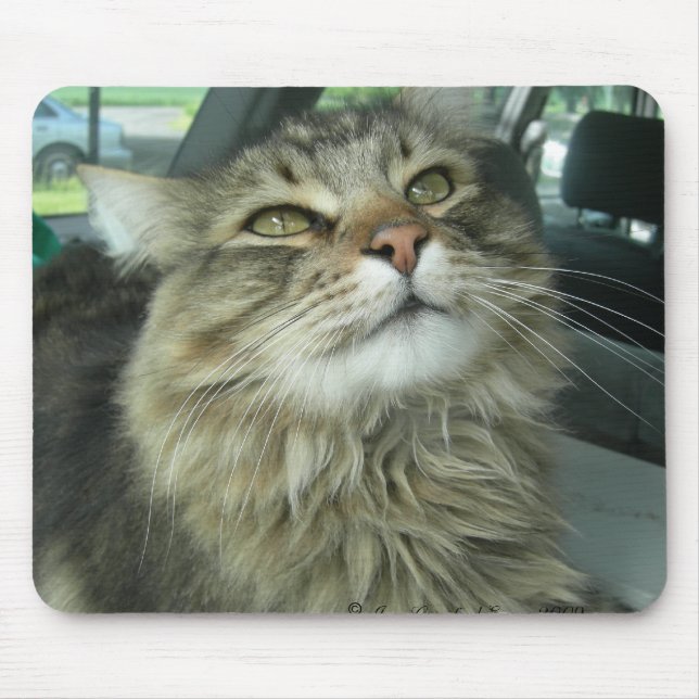 Maine Coon kitty Mouse Pad (Front)