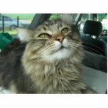 Maine Coon kitty Statuette<br><div class="desc">Maine Coon kitty with a sweet look.</div>