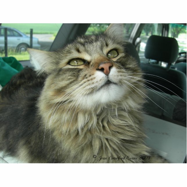 Maine Coon kitty Statuette (Front)