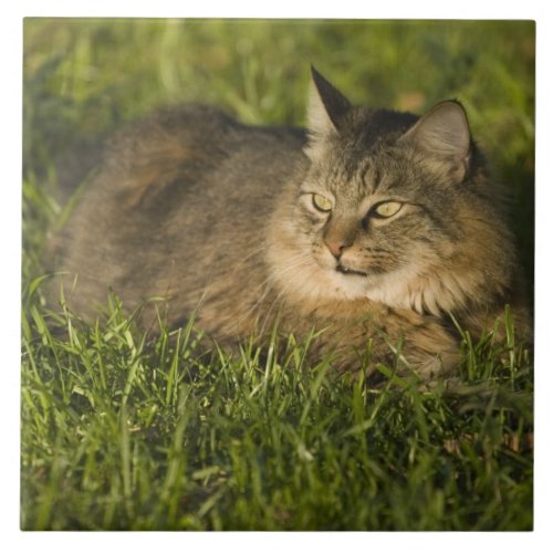 Maine coon largest breed of domestic cats ceramic tile