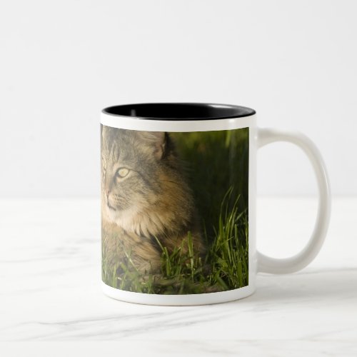 Maine coon largest breed of domestic cats Two_Tone coffee mug