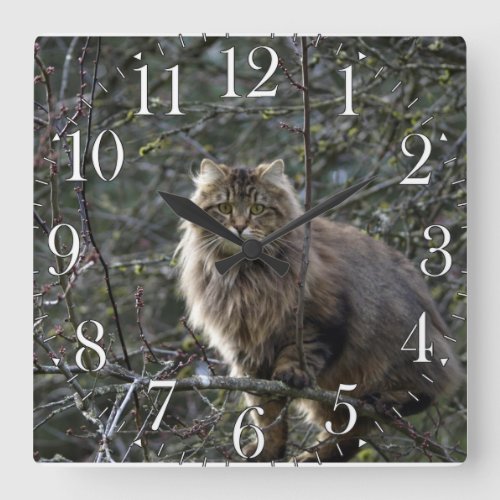 Maine Coon Long_hair Tabby Cat Animal Pet Clock