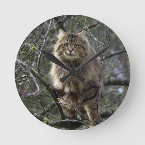 Maine Coon Long_hair Tabby Cat Animal Pet Clock