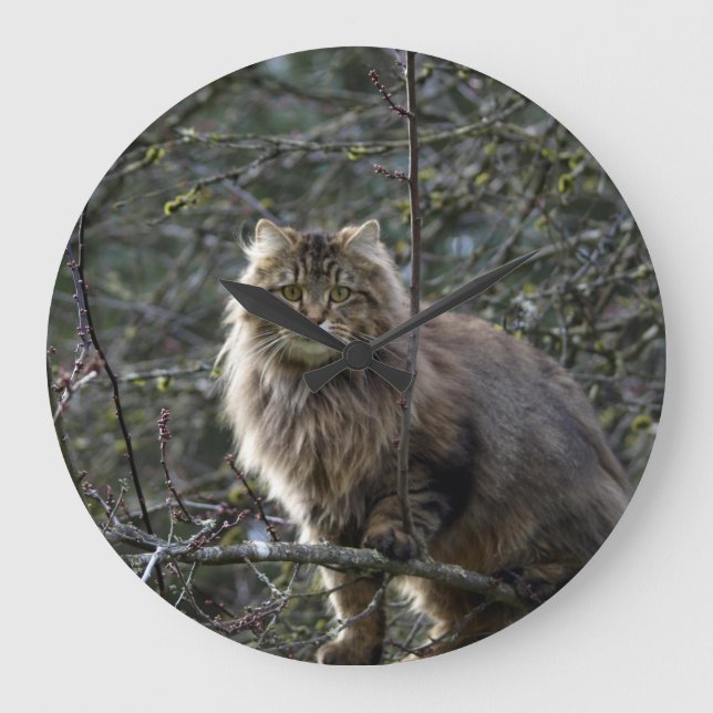 Maine Coon Long-hair Tabby Cat Animal Pet Clock (Front)