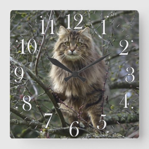 Maine Coon Long_hair Tabby Cat Animal Pet Clock