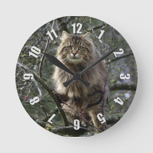 Maine Coon Long_hair Tabby Cat Animal Pet Clock