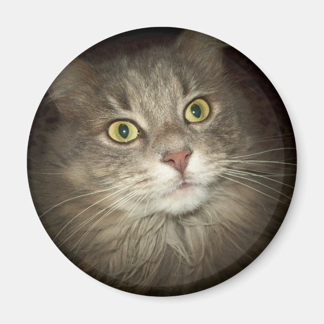 Maine Coon Magnet (Front)