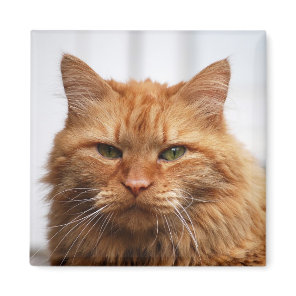 Maine Coon,  Norwegian Forest Cat Magnet