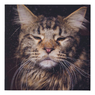 maine coon on a black background younganimal,cat,c faux canvas print