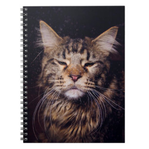 maine coon on a black background younganimal,cat,c notebook