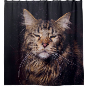 maine coon on a black background younganimal,cat,c shower curtain