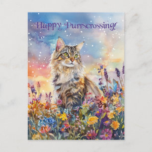 Maine Coon Postcrossing - Postcard